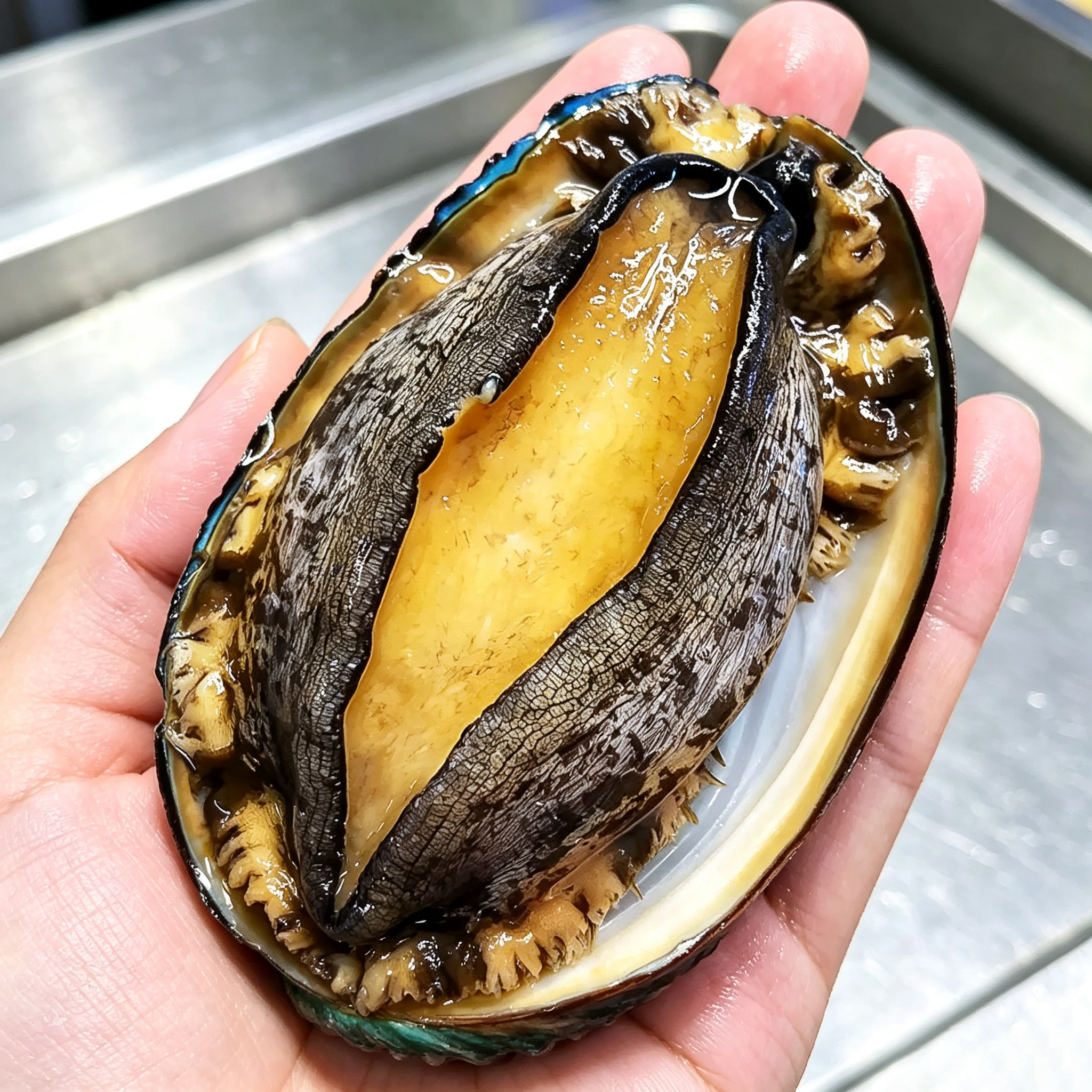 Fresh Large Abalone